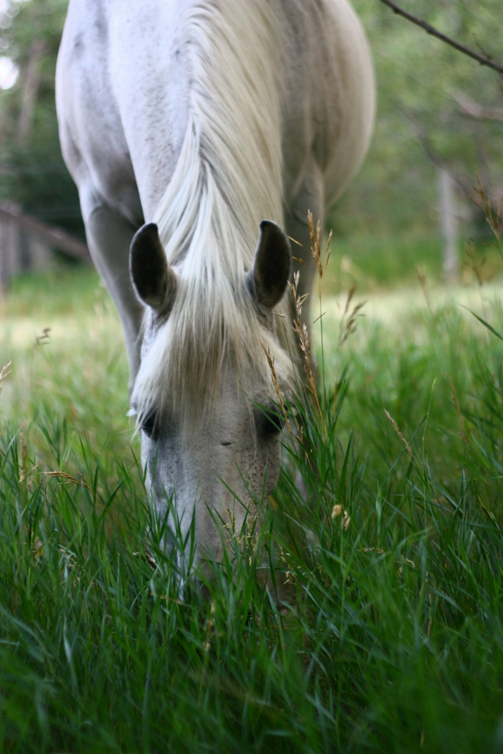 white horse eating grass during daytime