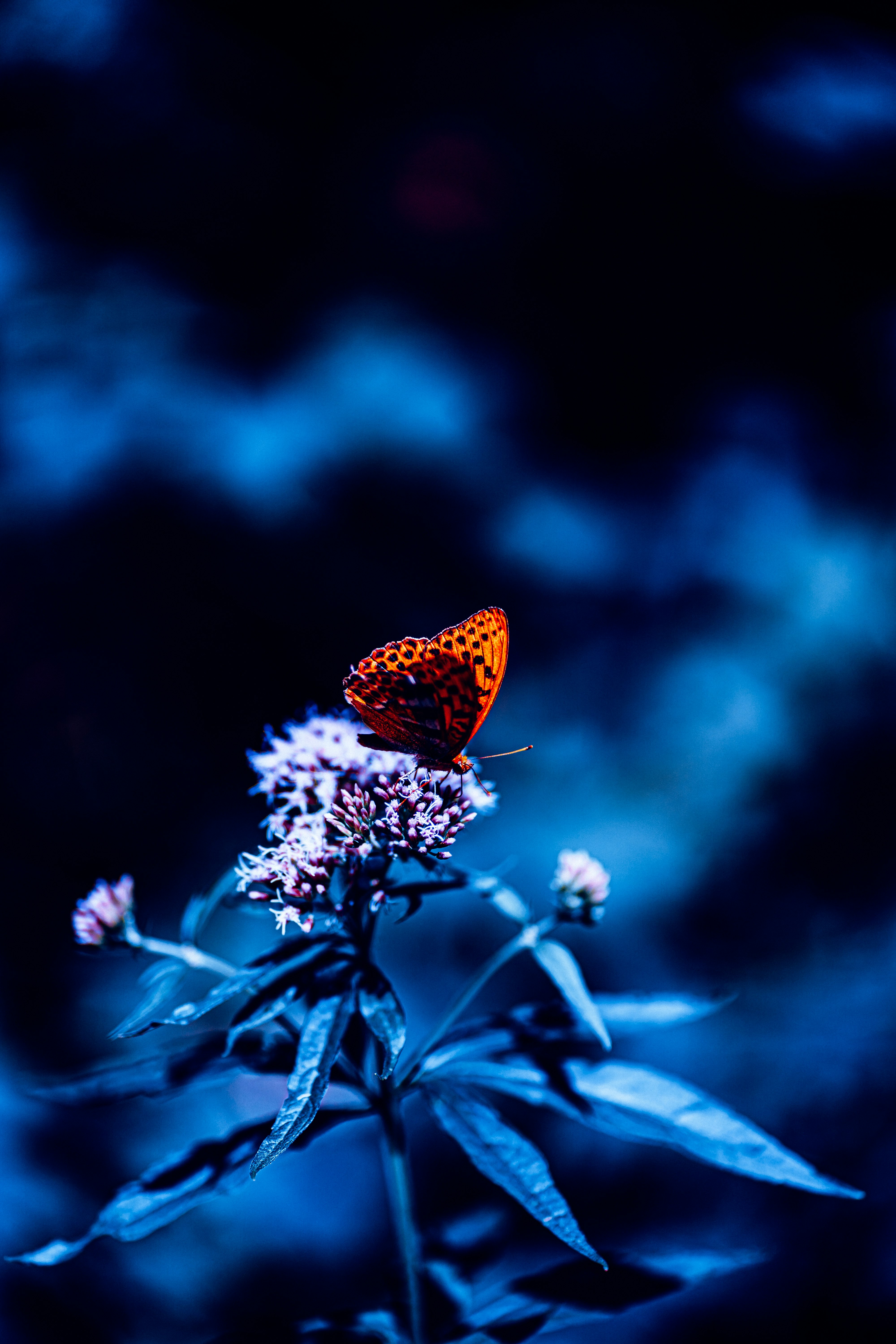 brown butterfly perched on blue flower in close up photography during daytime