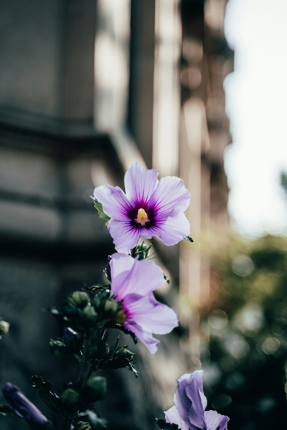 purple flower in tilt shift lens