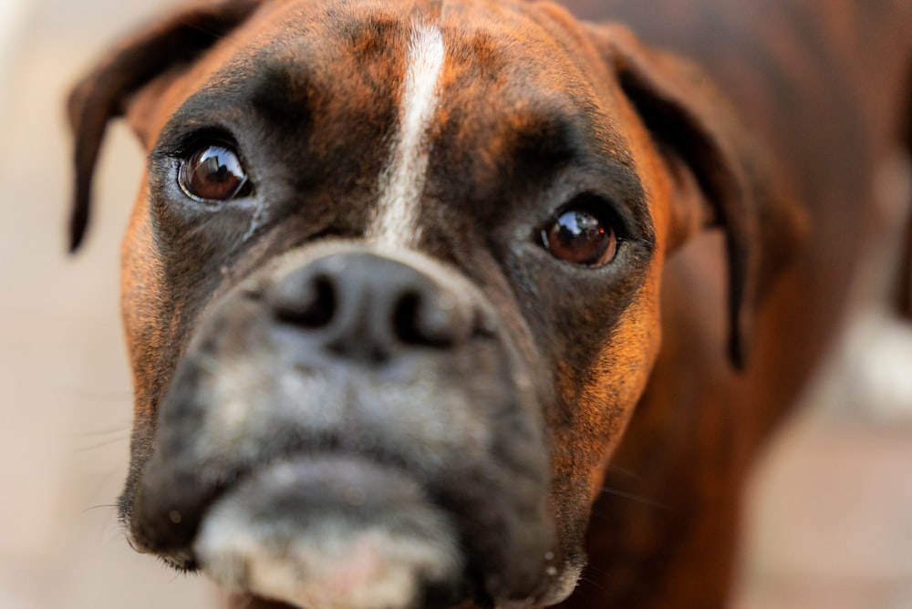 brown and black short coated dog