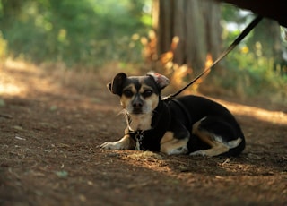 black and white short coated small dog on dirt ground