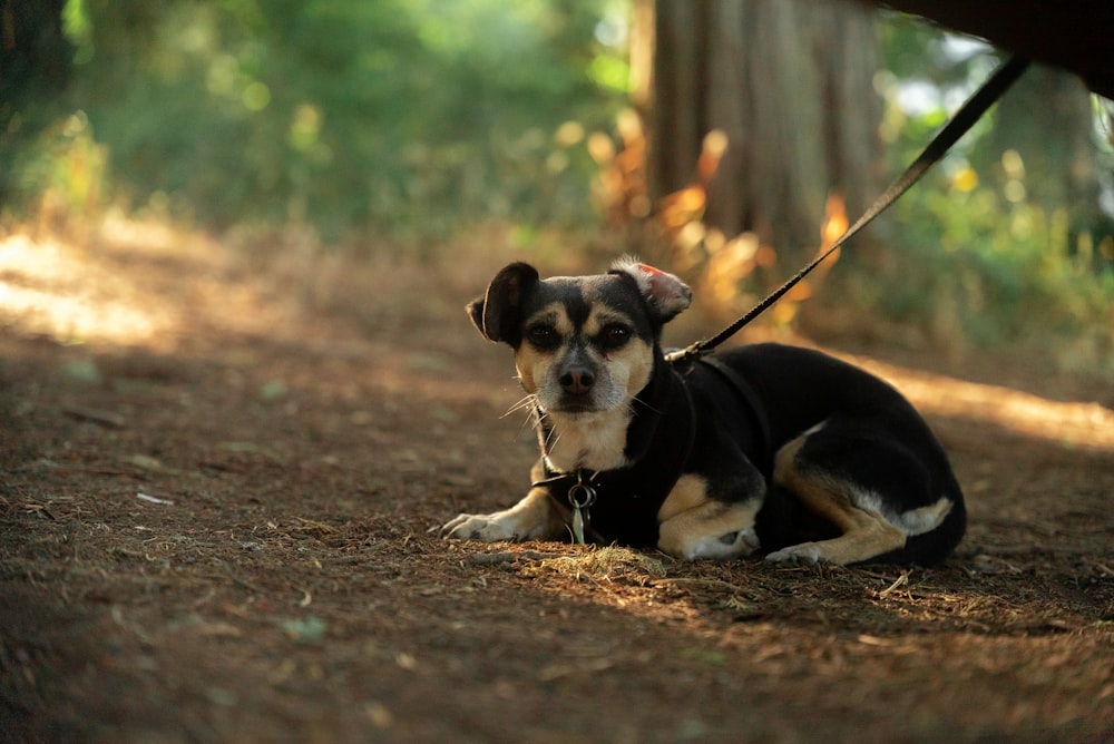 black and white short coated small dog on dirt ground