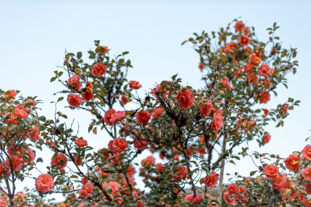 rote und grüne Blätter Baum