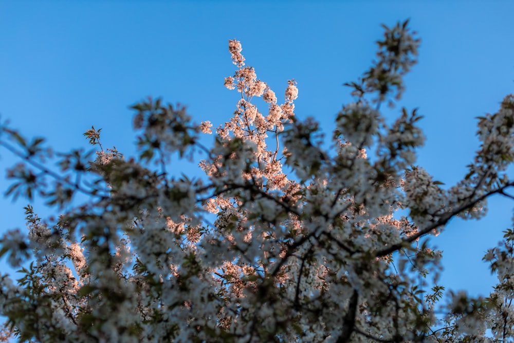 white and brown flowers under blue sky during daytime