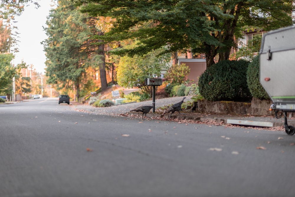 person walking on sidewalk near trees during daytime