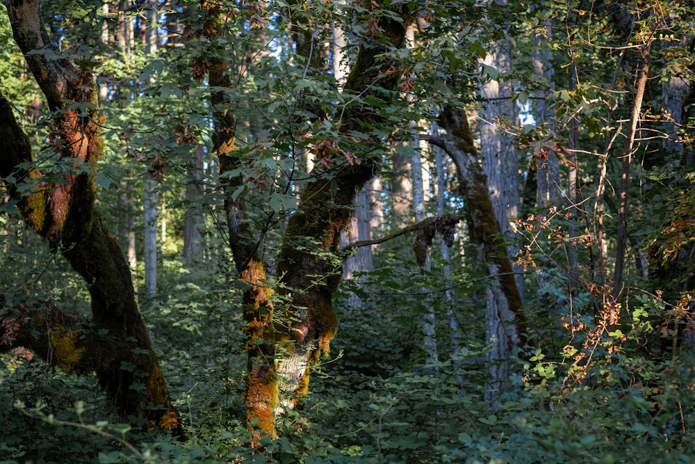 Grüne und braune Bäume im Wald tagsüber