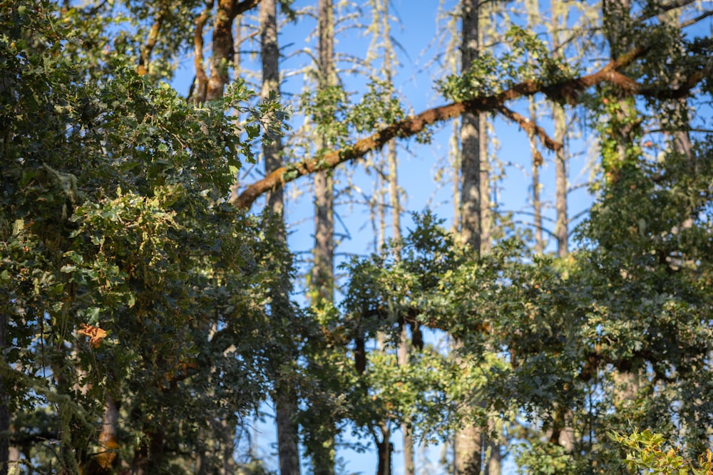 green trees under blue sky during daytime