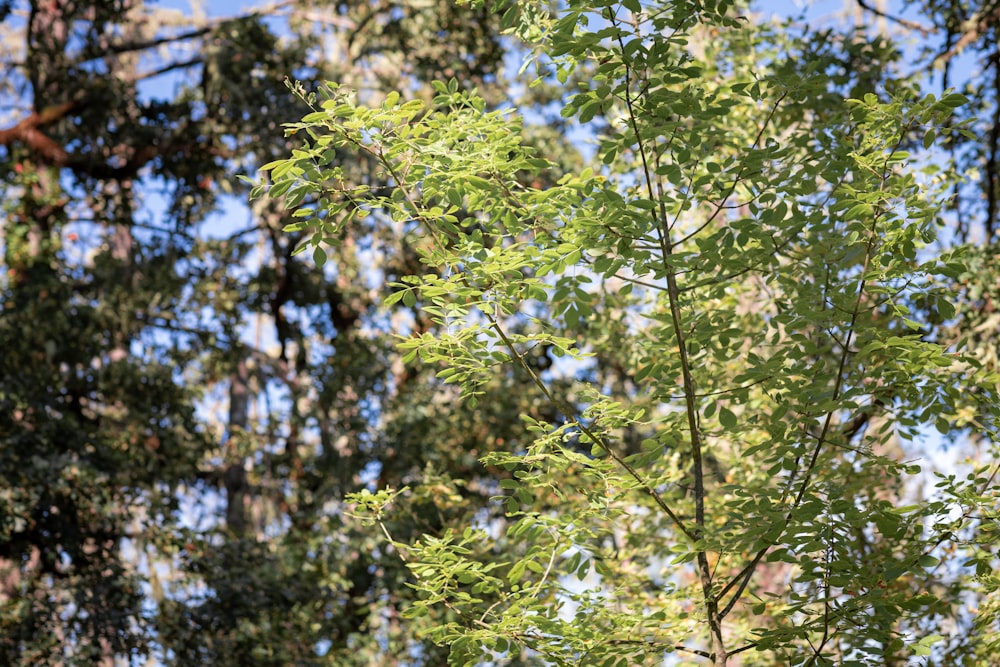 Grüne Blätter Baum während des Tages