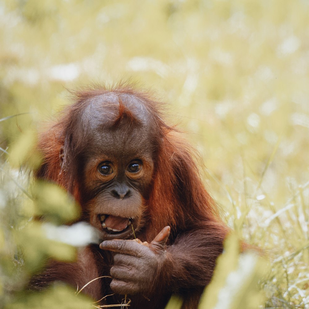 brown monkey on green grass during daytime