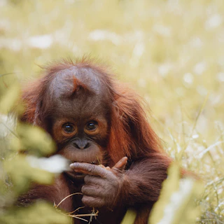 A young orangutan exploring the forest floor, with curious eyes and a playful stance.
