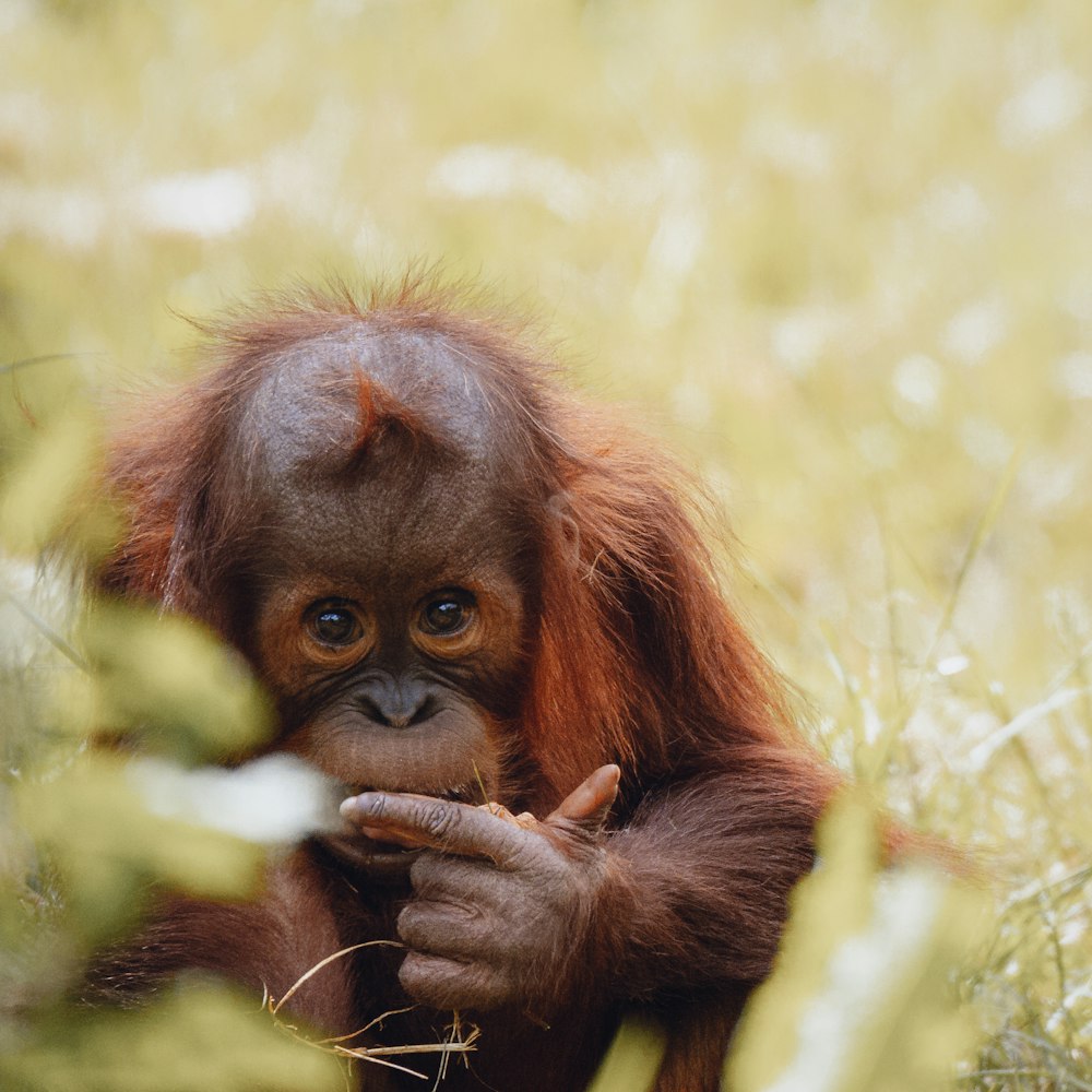 brown monkey on green grass during daytime