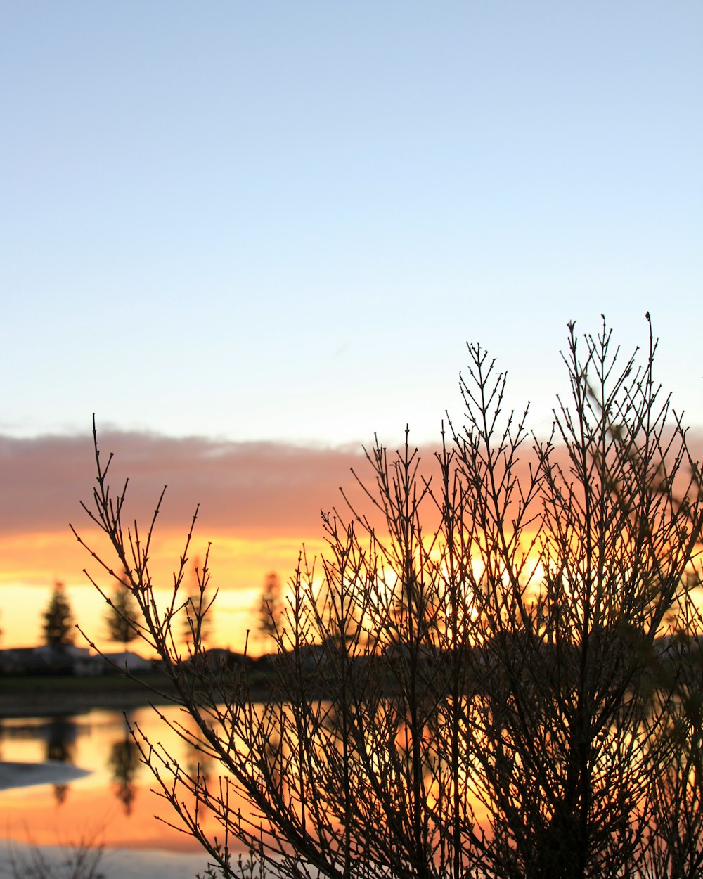 leafless tree near body of water during sunset