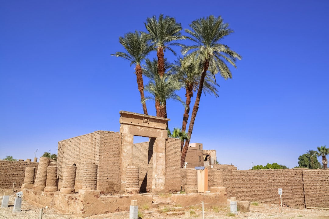 palm tree near brown concrete building during daytime