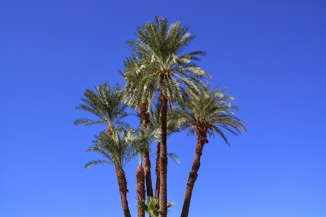 green palm tree under blue sky during daytime