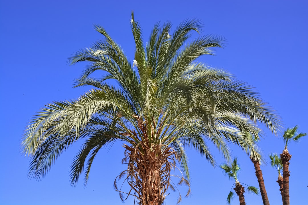 green palm tree under blue sky during daytime