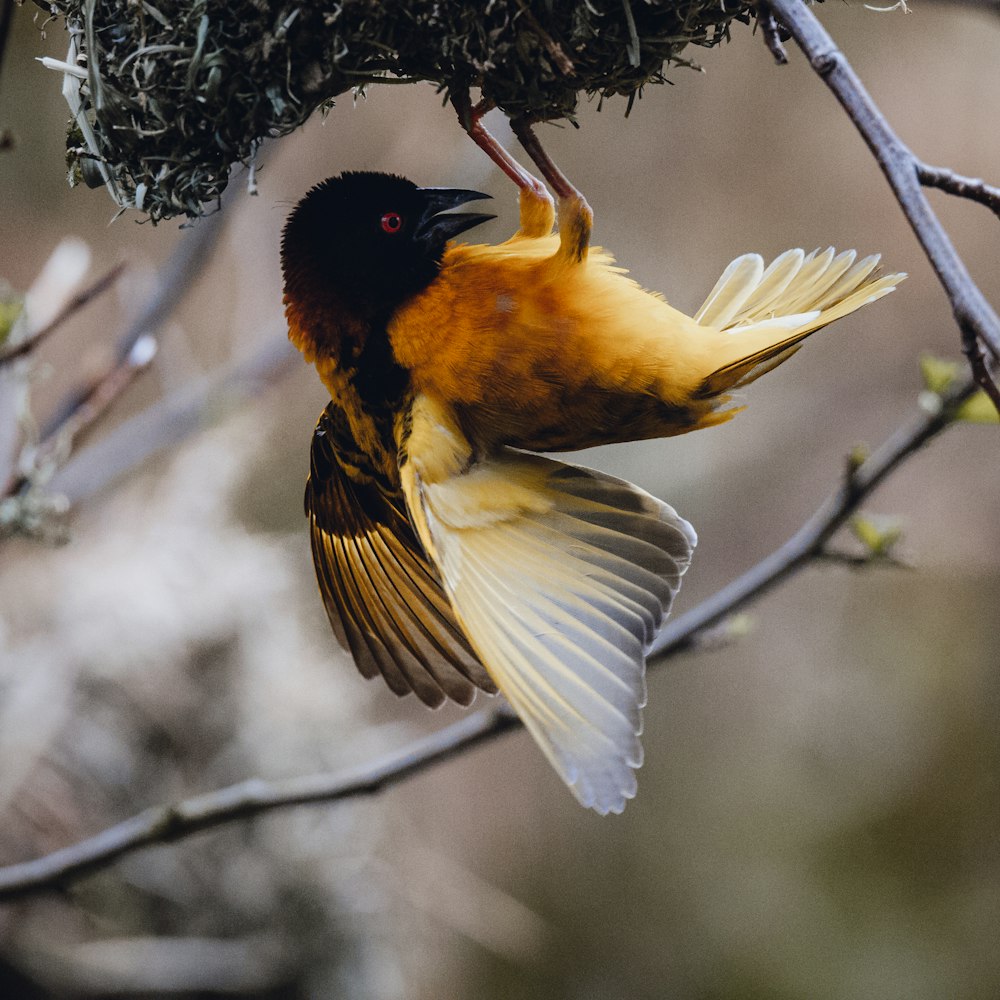 yellow and black bird flying on brown tree branch during daytime