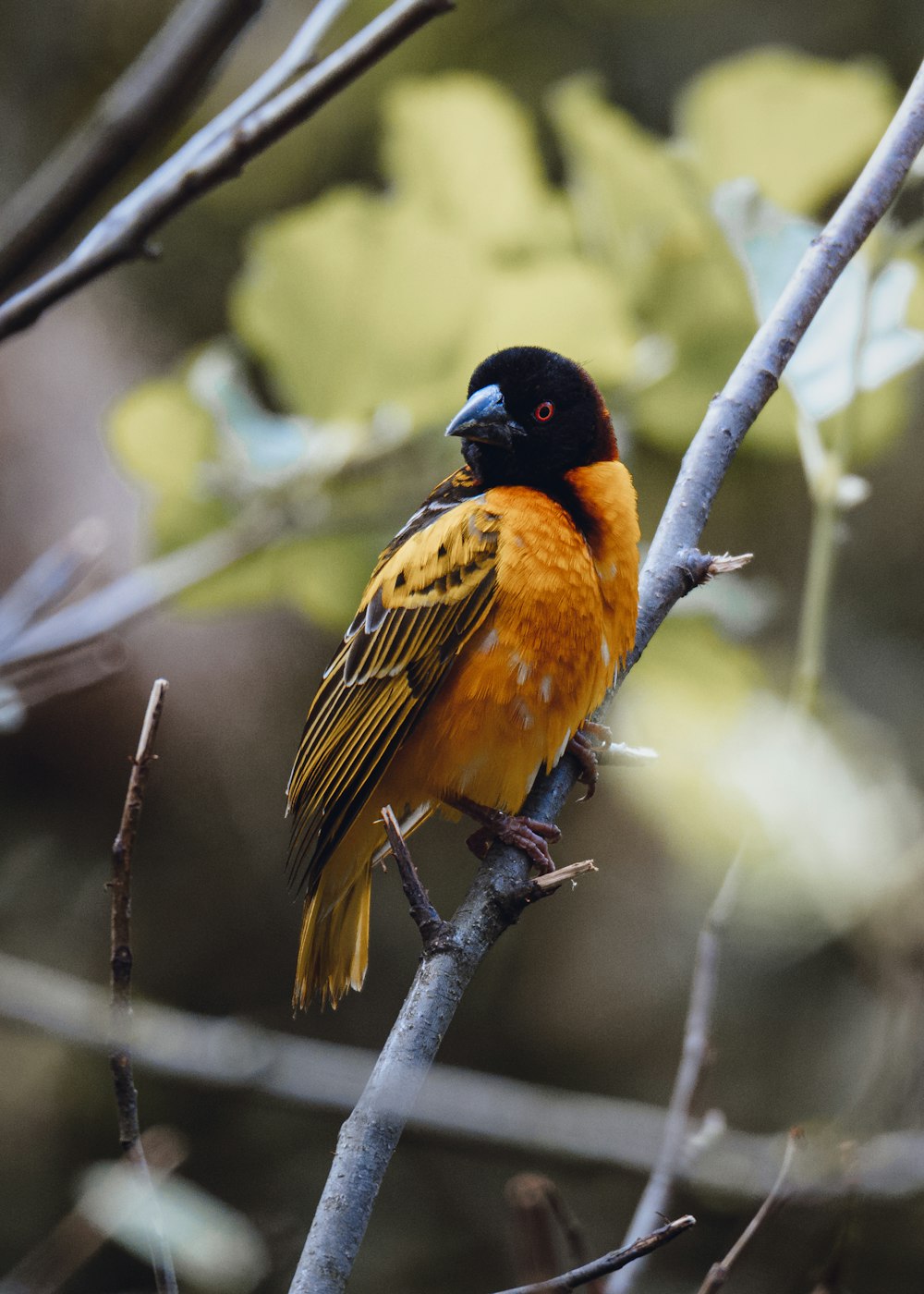 brown and black bird on tree branch during daytime