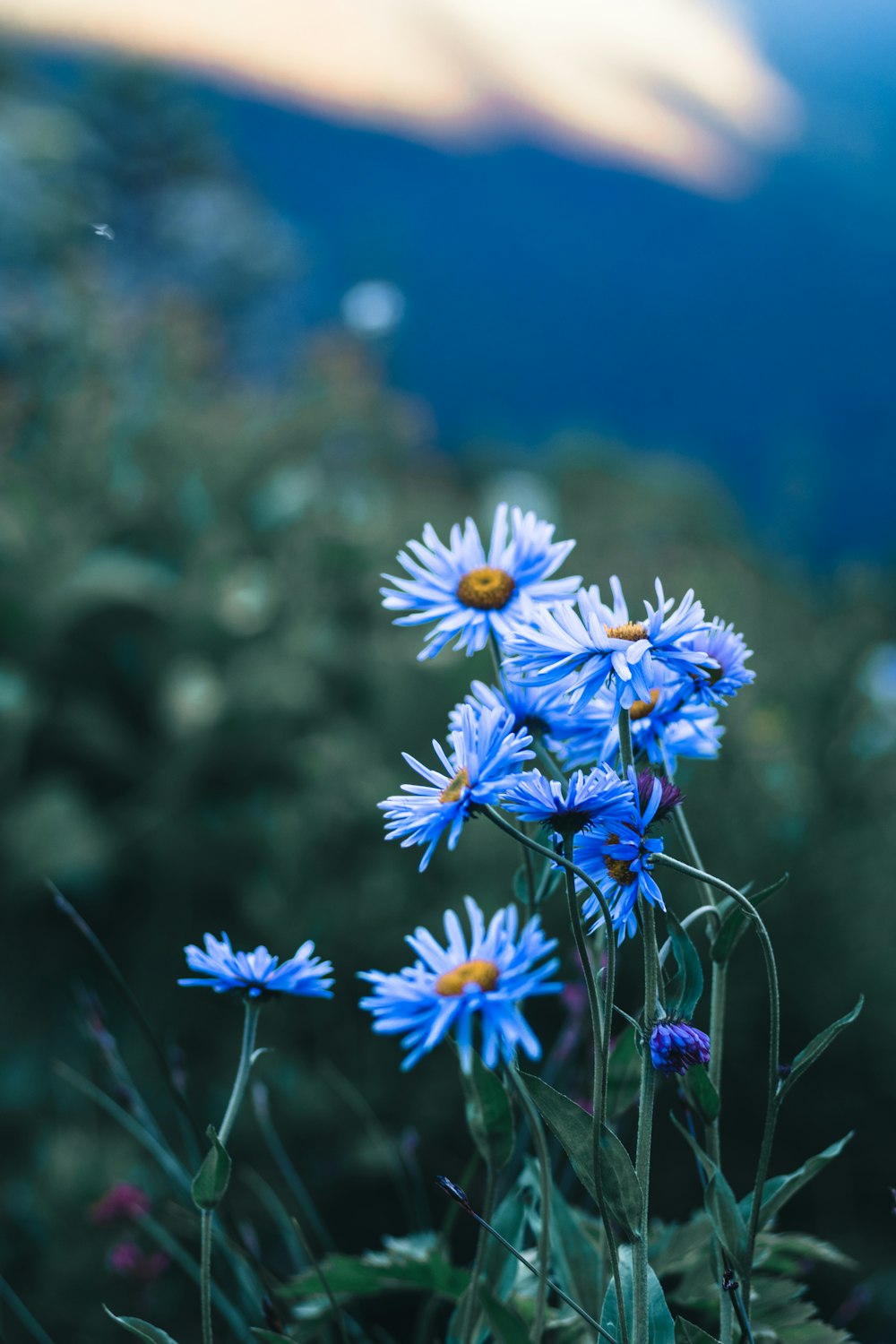 blue and white flowers in tilt shift lens