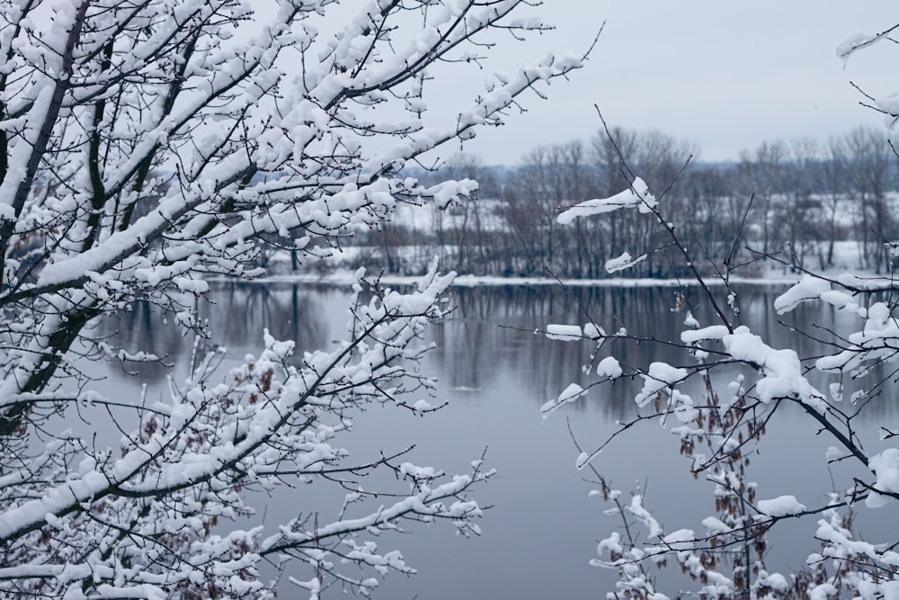 leafless tree on water during daytime