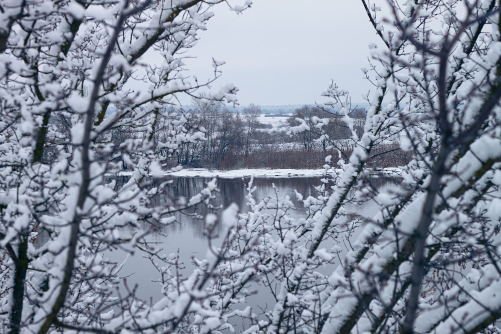 snow covered trees and houses during daytime