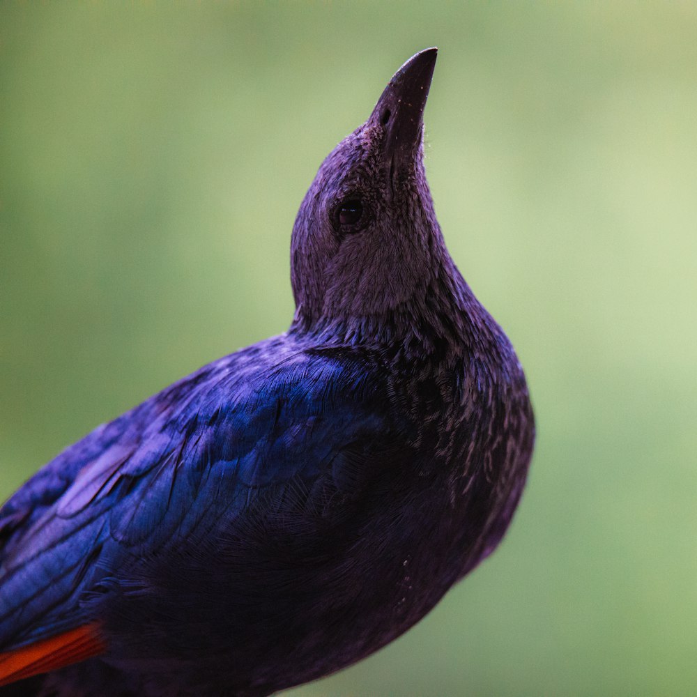 black bird in close up photography