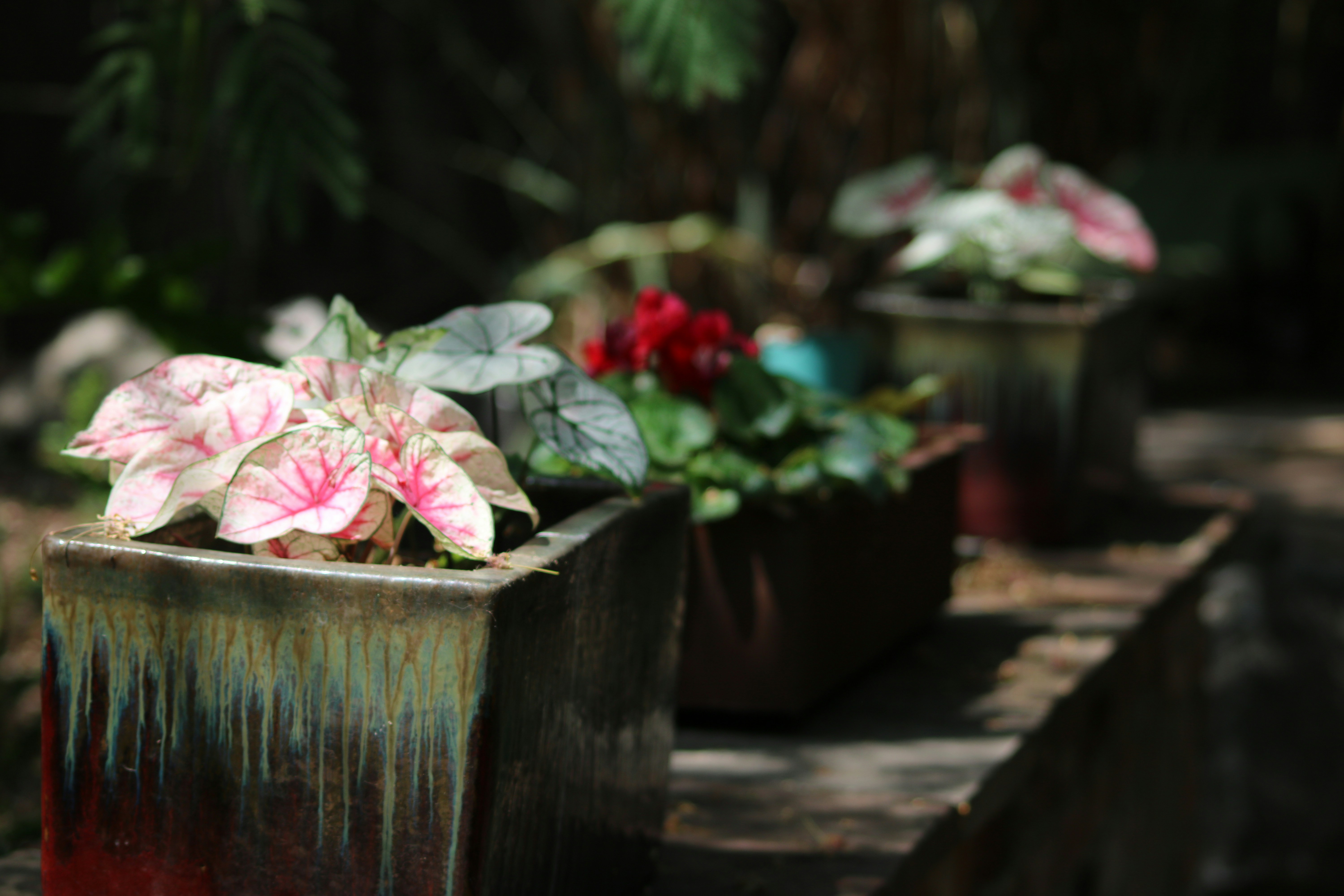 Photo by rocklilybeast