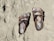 A pair of brown, open-toed sandals with straps and buckles are lying on a sandy surface. The sand appears to be beach sand, and the sandals seem to be well-worn.