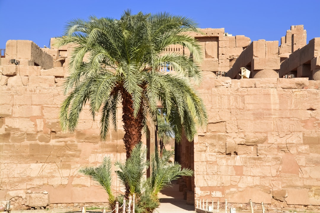 green palm tree near brown concrete building during daytime