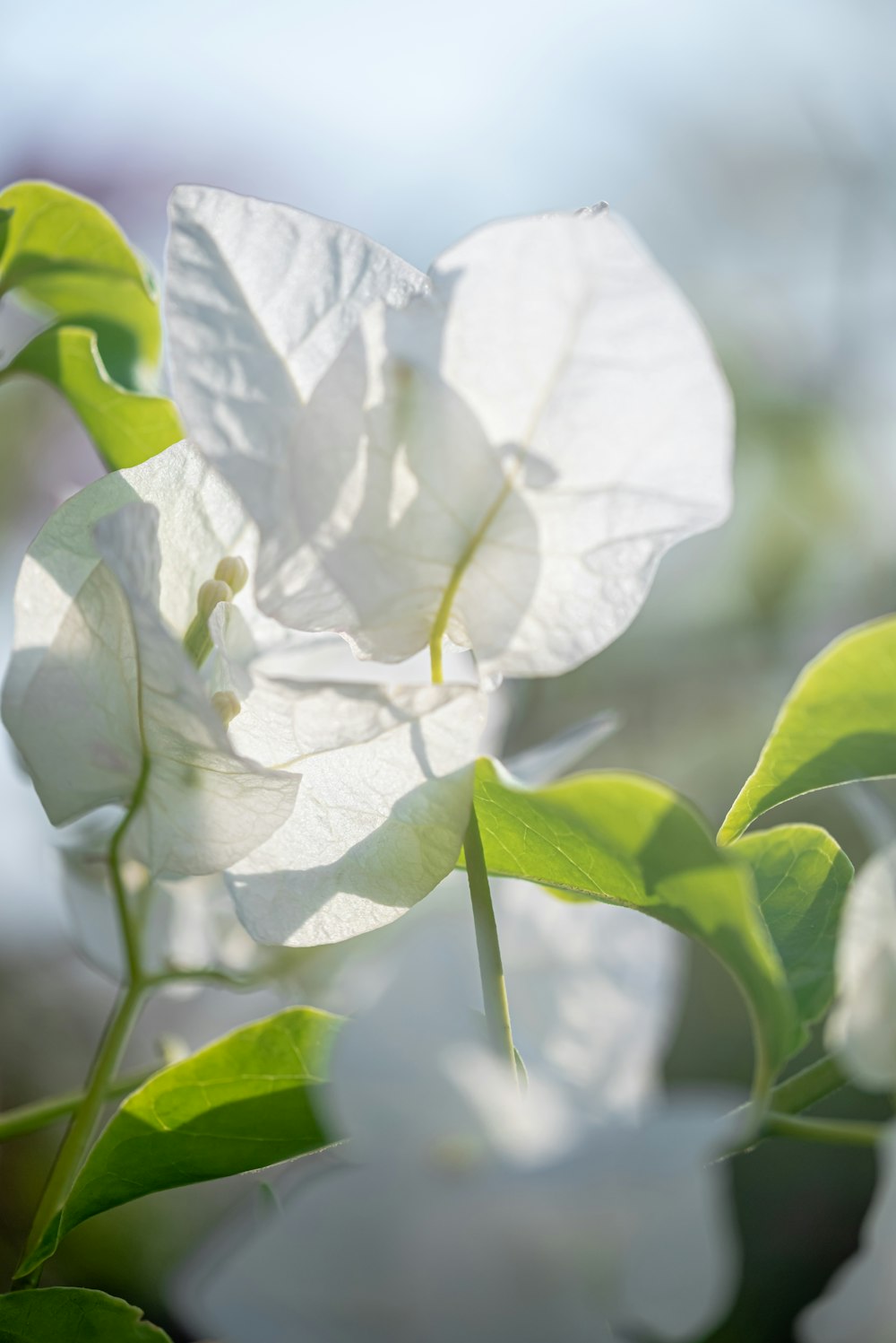 white and green leaf plant