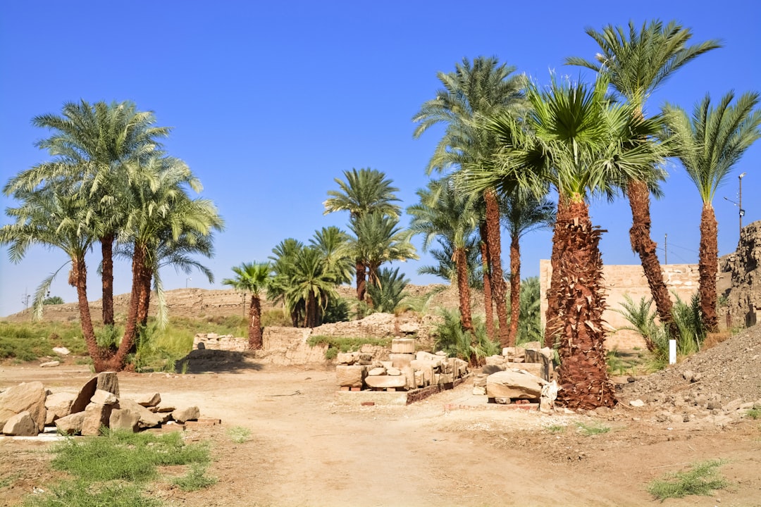 green palm trees on brown sand during daytime