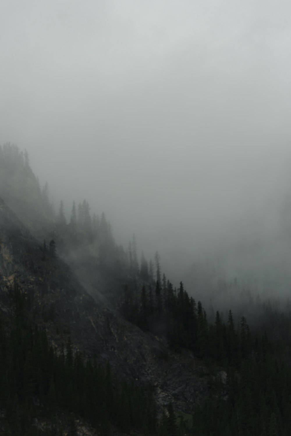 green trees on mountain covered with fog