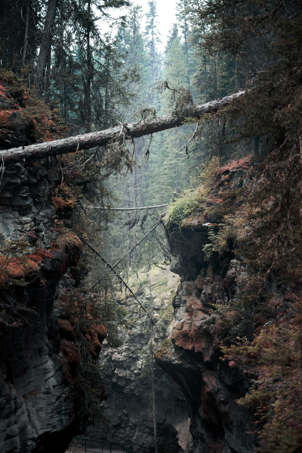 green moss on brown tree trunk