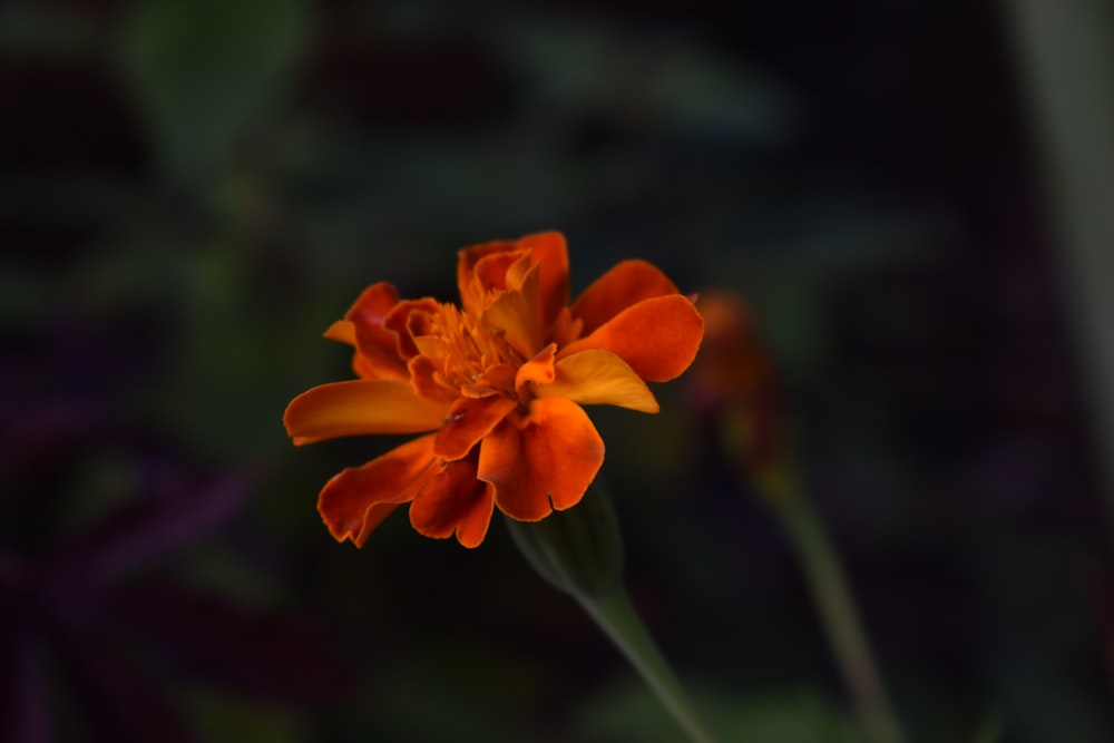 orange flower in tilt shift lens