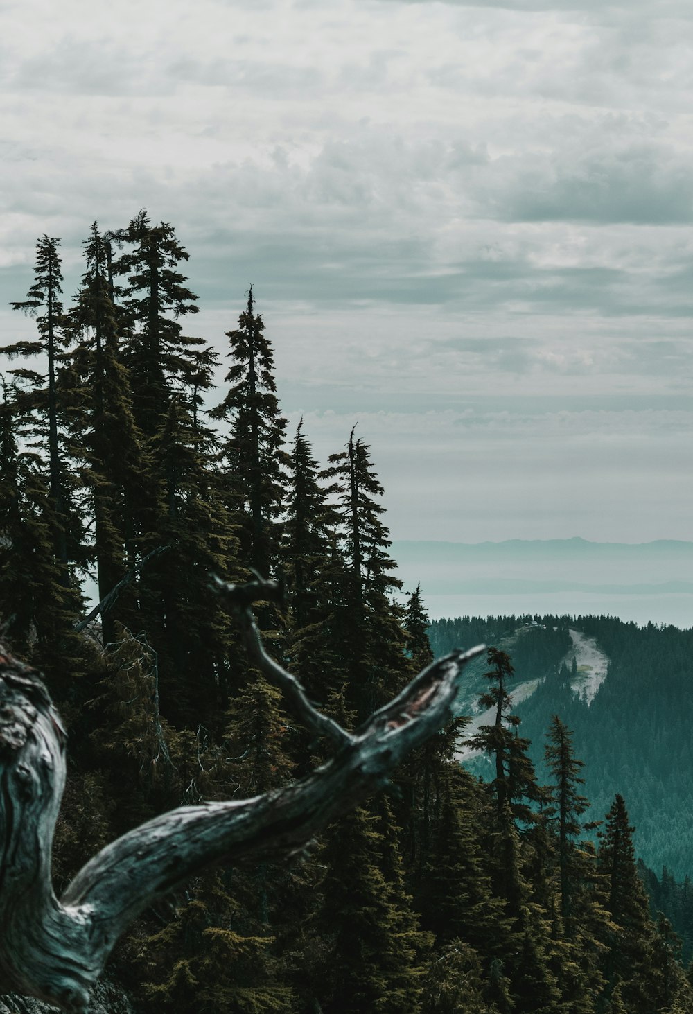 green pine trees under white clouds during daytime