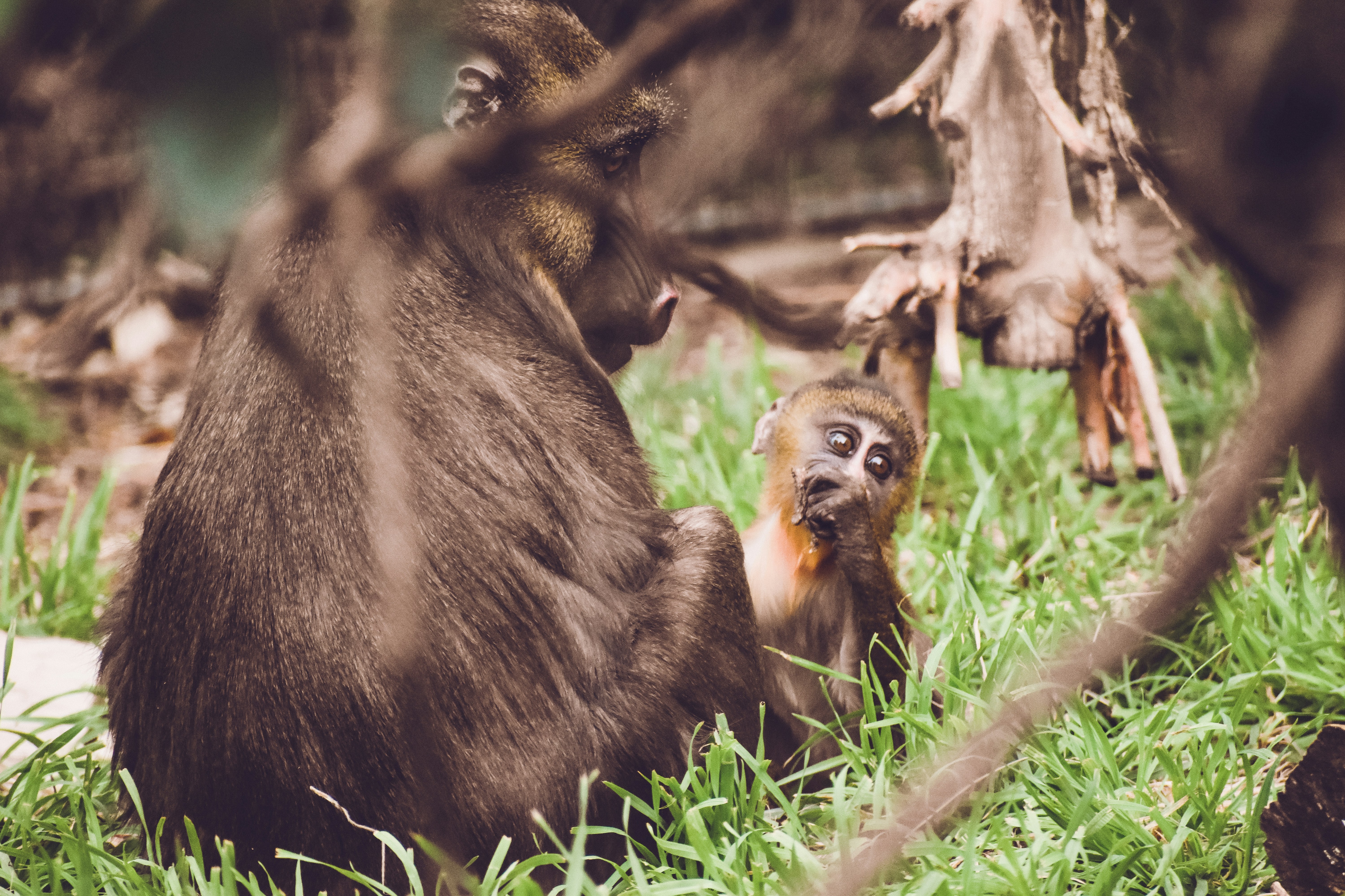singe noir assis sur l’herbe verte pendant la journée