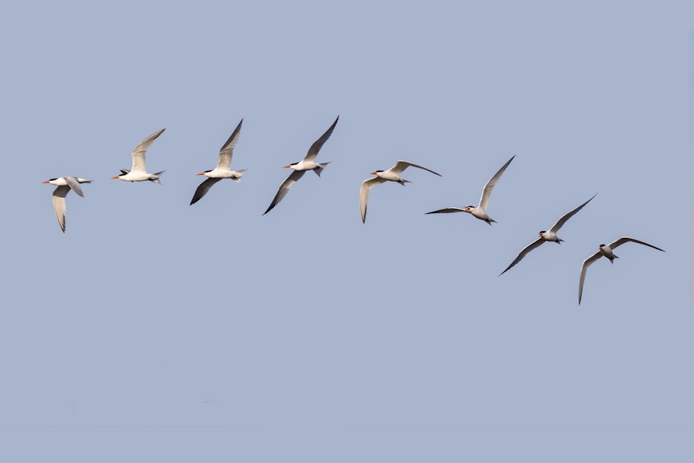 flock of birds flying under blue sky during daytime