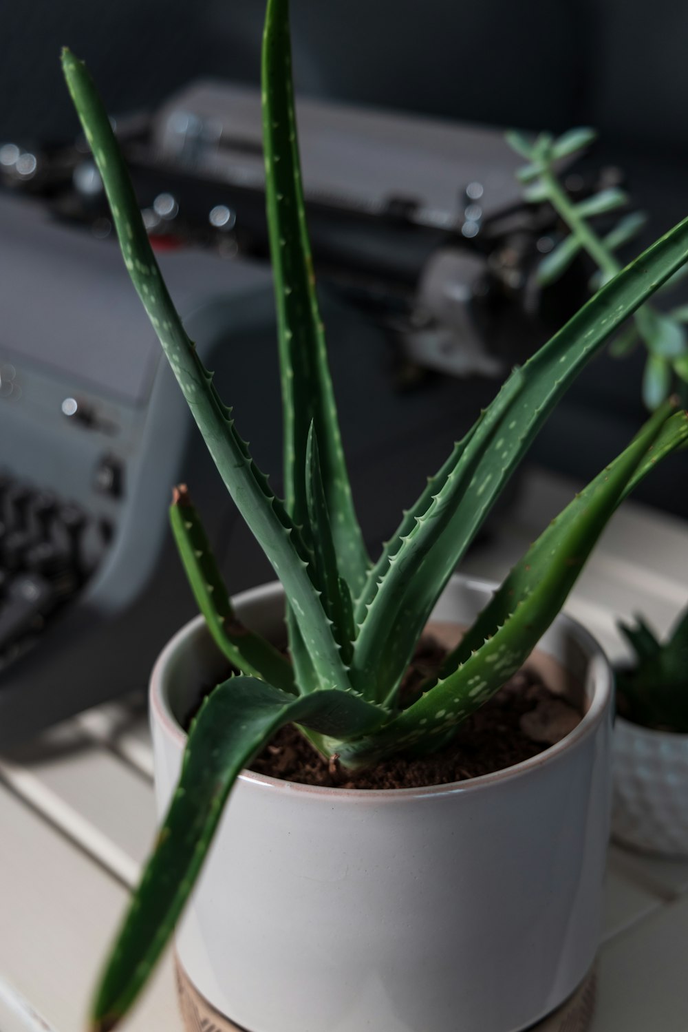 green aloe vera plant on white ceramic pot