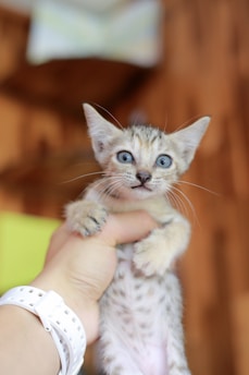 A small, spotted kitten with large blue eyes is being held gently by a hand. The person's hand is wearing a white wristband. The kitten has prominent ears and a light brown, beige fur with darker spots. The background is blurred, with warm, neutral tones.