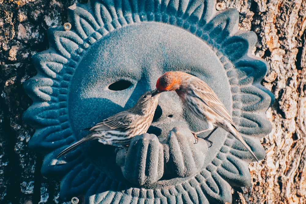 brown and black bird on blue round bird bath