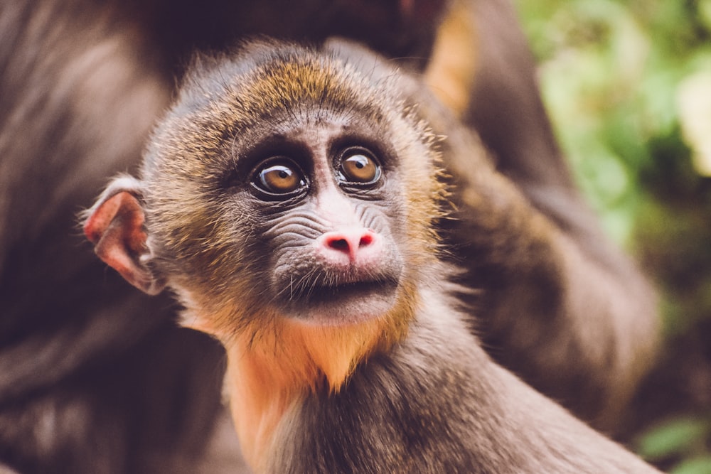 brown and black monkey with tongue out