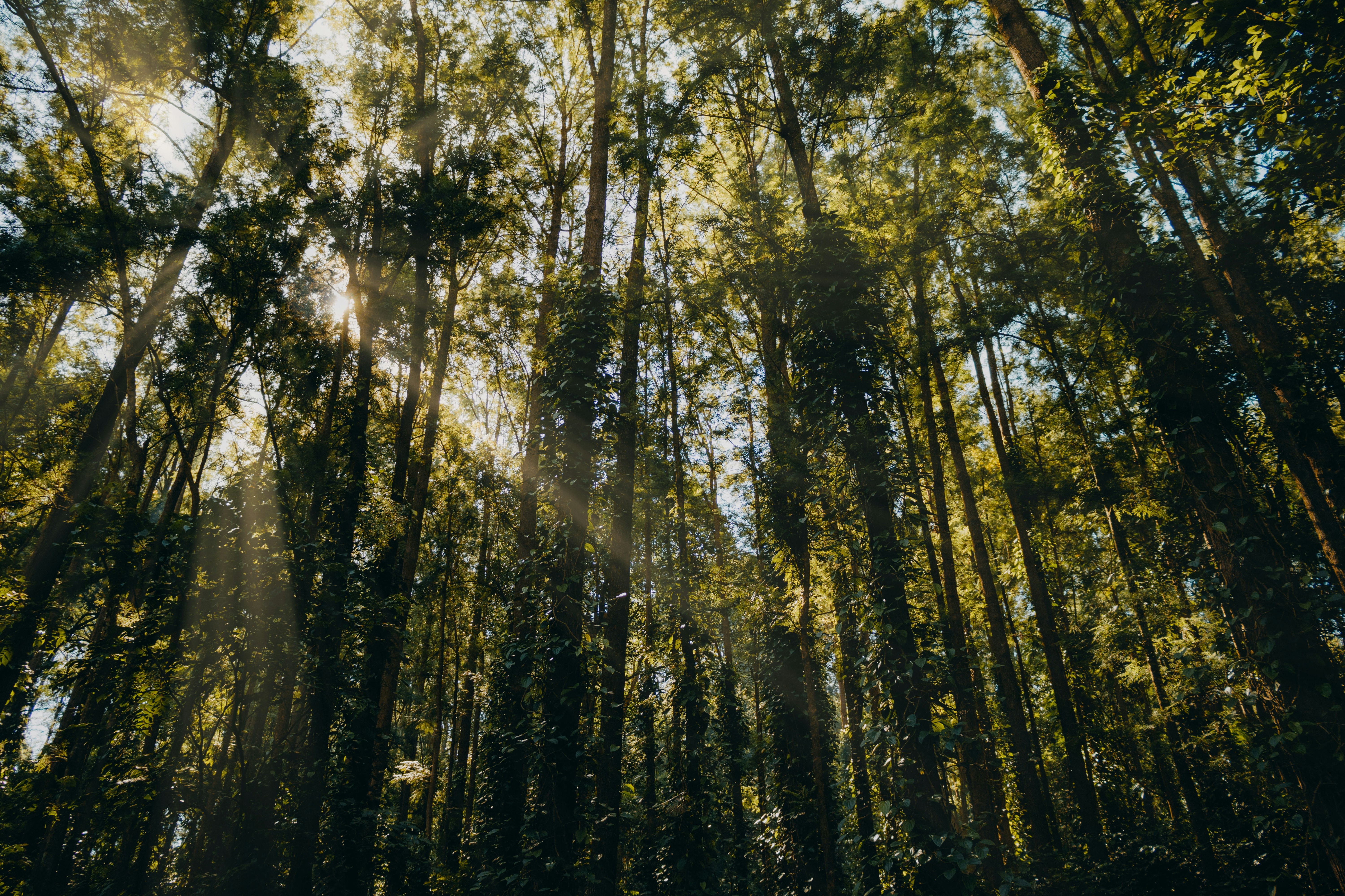 Photo by dhilipantony