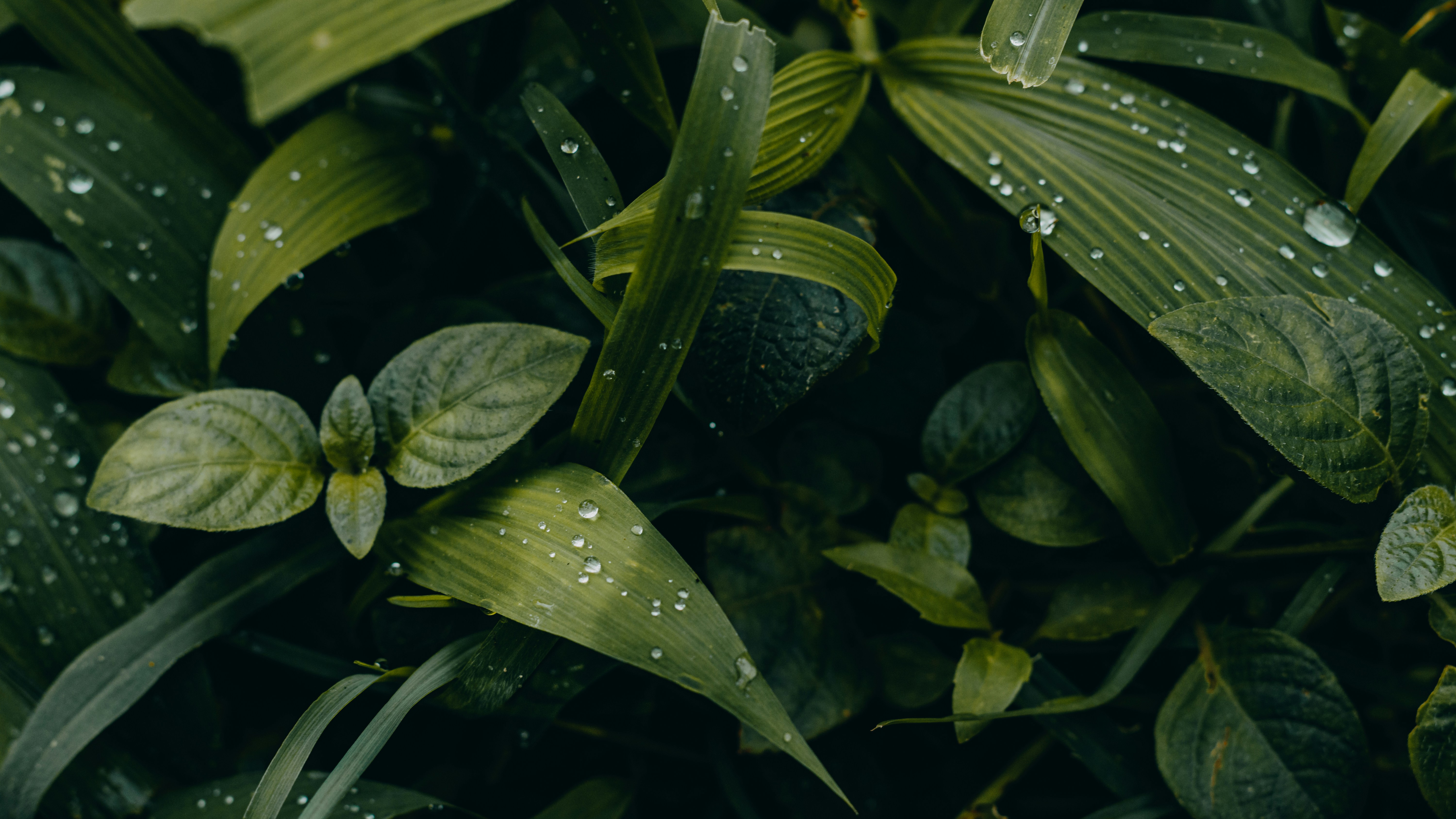 Photo by dhilipantony