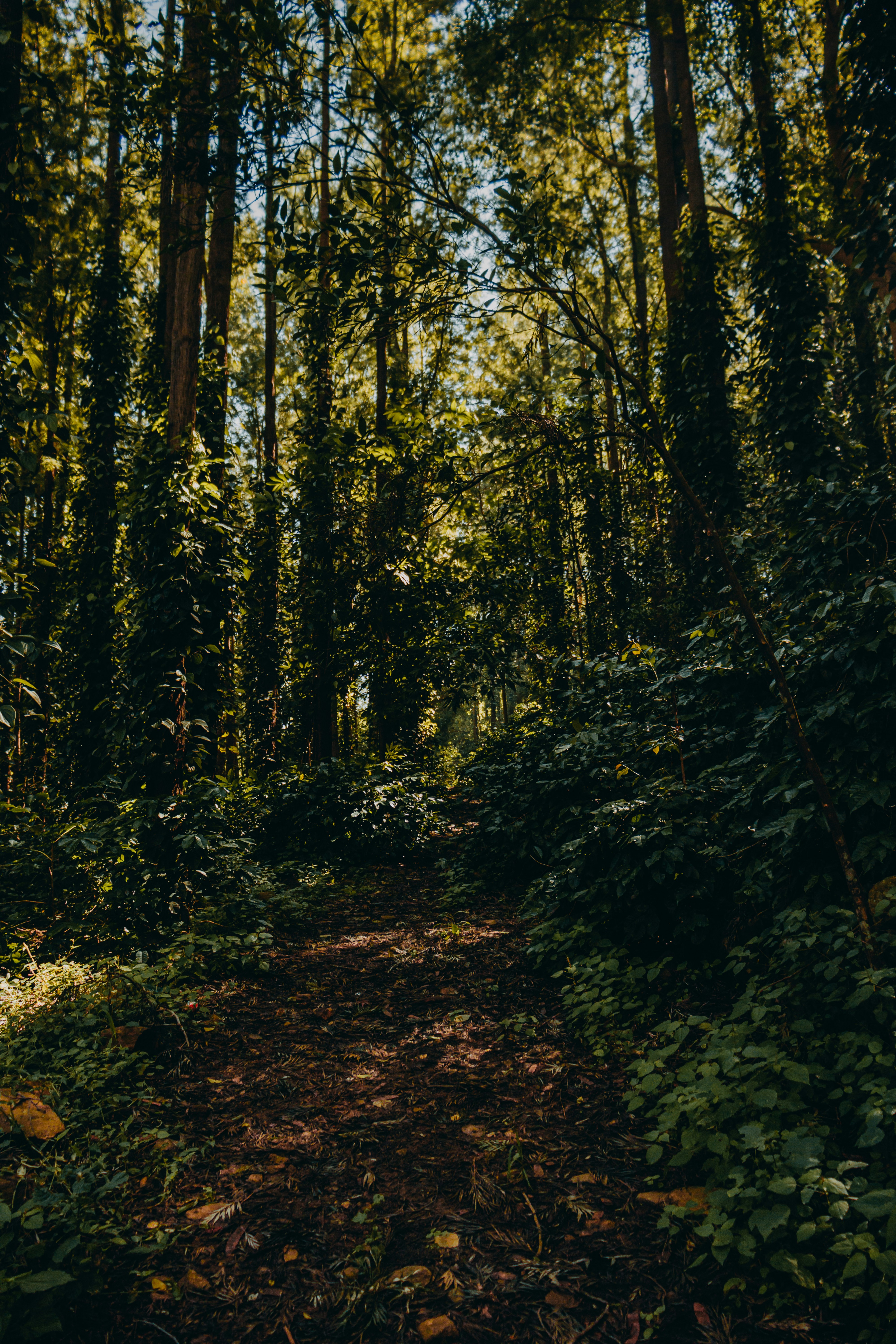 Photo by dhilipantony