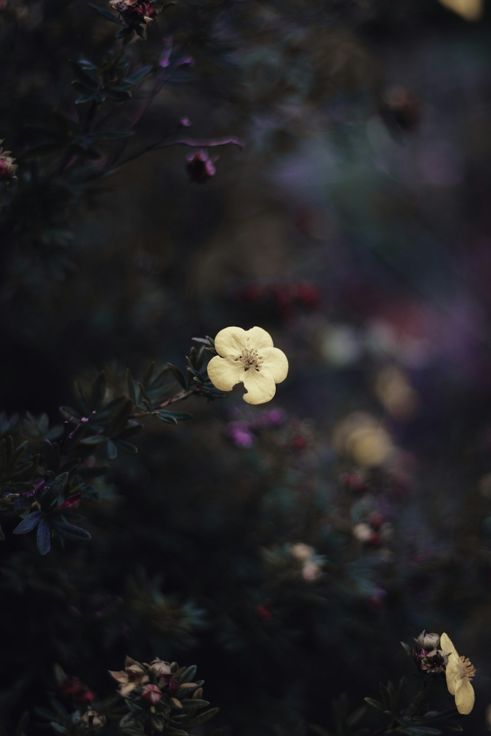 white flower in tilt shift lens