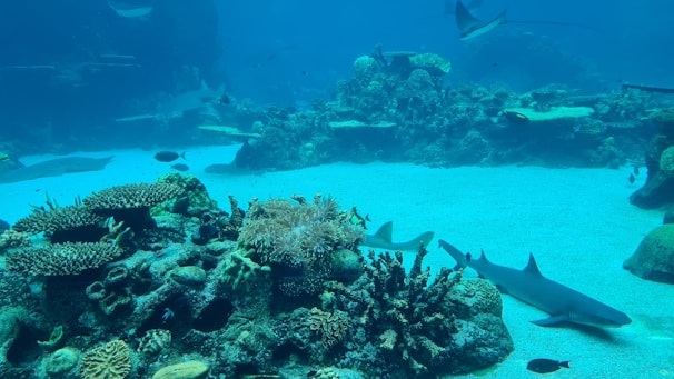 An underwater scene featuring various marine life including sharks and coral reefs. The sandy ocean floor is visible, along with a diverse array of coral formations and small fish swimming around. The water appears clear, allowing the vibrant colors of the corals and marine life to stand out against the blue backdrop.