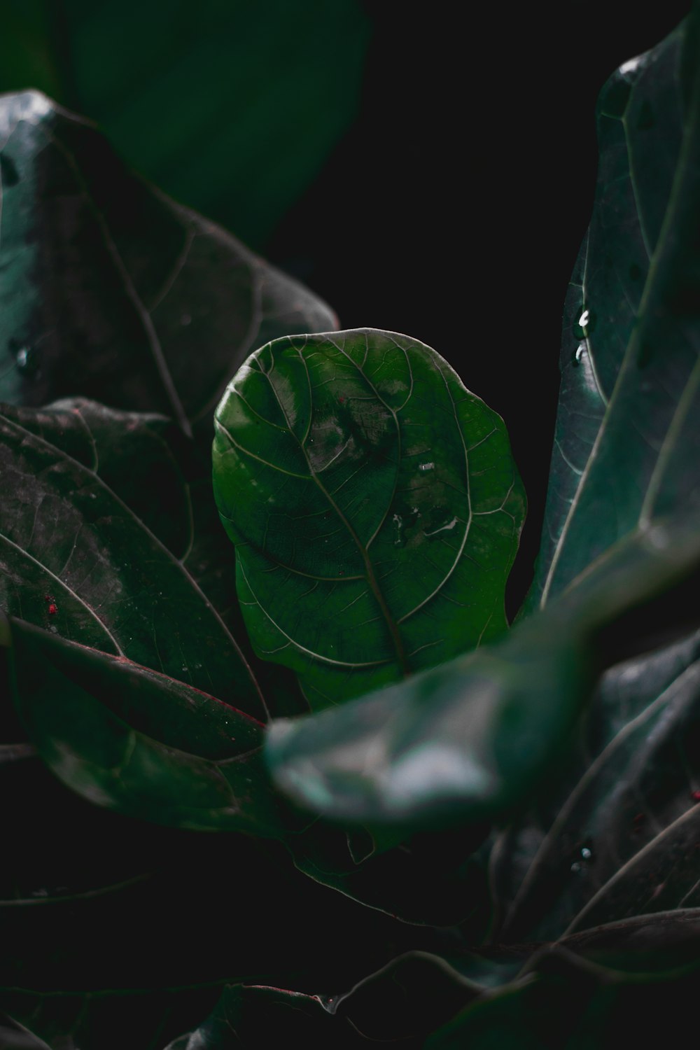 green leaves with water droplets