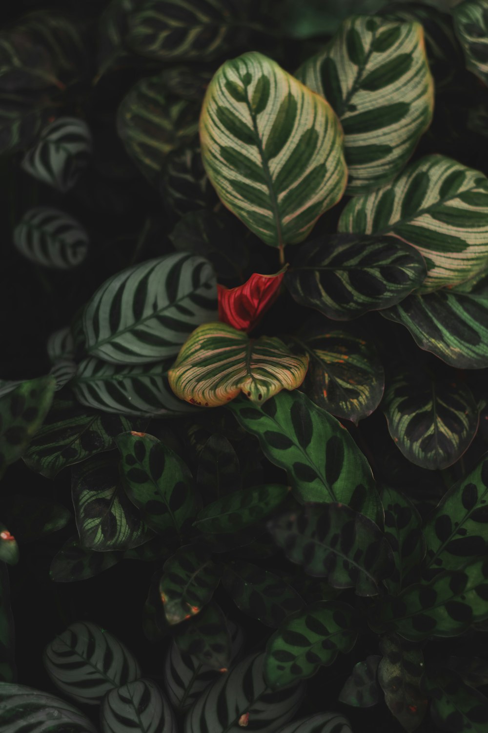 red rose on green leaves