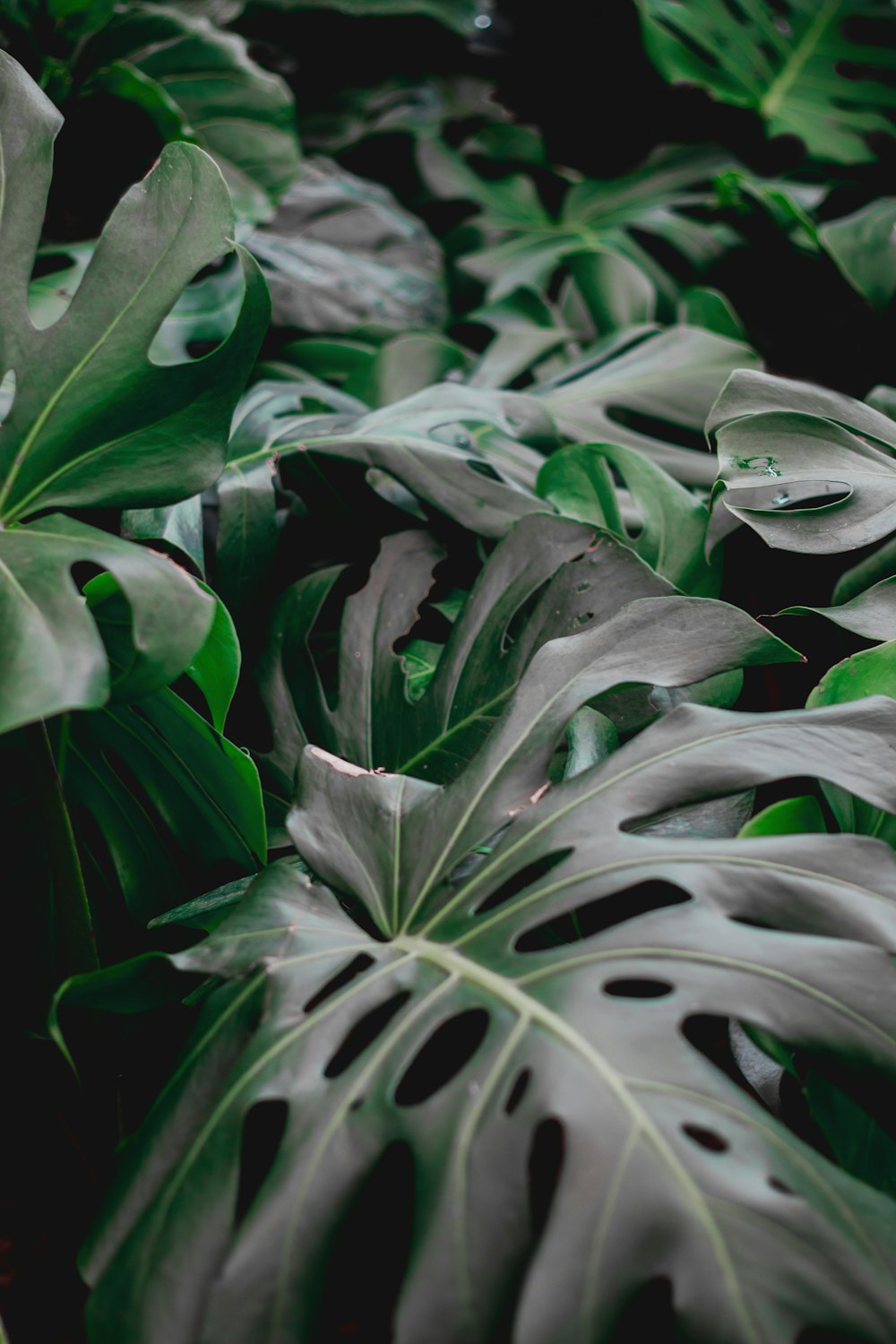 green and white plant leaves