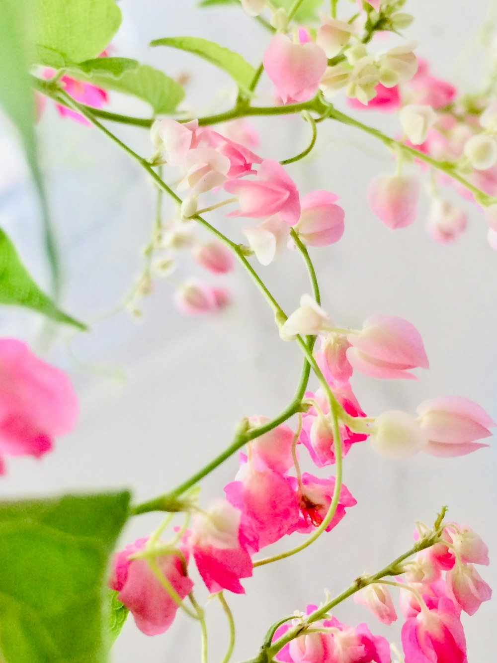 pink and white flower petals