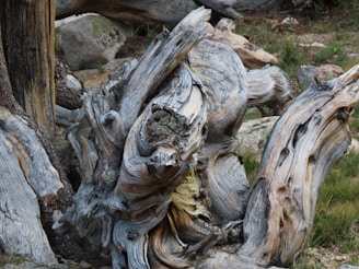 Rustic driftwood art piece resembling a twisted tree branch with natural textures and earthy tones